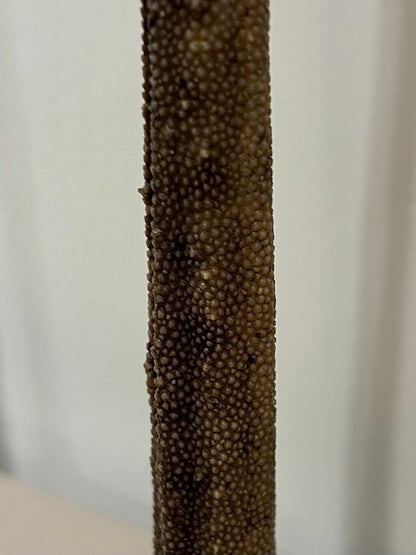 Stingray tail Set of 2 Was AED 8,925